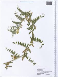 Vicia pannonica Crantz, Eastern Europe, Moscow region (E4a) (Russia)
