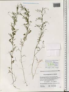 Vicia tetrasperma (L.)Schreb., Eastern Europe, Rostov Oblast (E12a) (Russia)