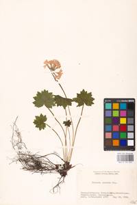 Primula jesoana Miq., South Asia, South Asia (Asia outside ex-Soviet states and Mongolia) (ASIA) (Japan)