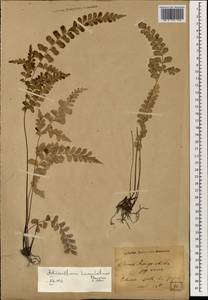 Adiantum philippense L., South Asia, South Asia (Asia outside ex-Soviet states and Mongolia) (ASIA) (Japan)