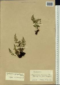 Cystopteris fragilis (L.) Bernh., Eastern Europe, West Ukrainian region (E13) (Ukraine)