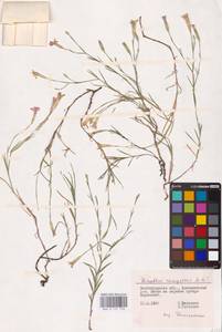 Dianthus campestris M.Bieb., Eastern Europe, Lower Volga region (E9) (Russia)