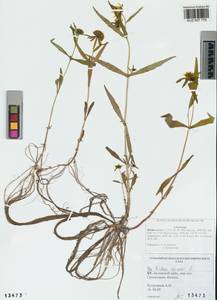 Bidens cernua L., Siberia, Altai & Sayany Mountains (S2) (Russia)