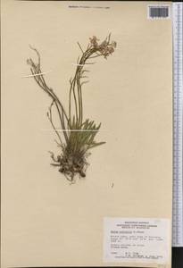 Parrya nudicaulis (L.) Regel, America (AMER) (Canada)