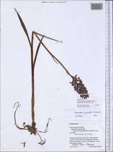 Dactylorhiza incarnata × maculata, Eastern Europe, Western region (E3) (Russia)