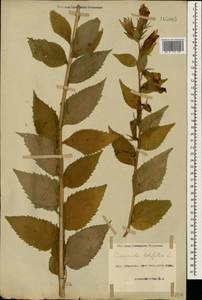 Campanula latifolia L., Caucasus, Azerbaijan (K6) (Azerbaijan)