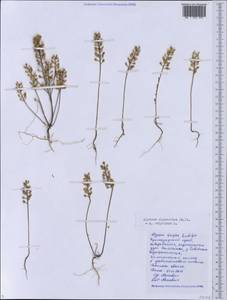Alyssum alyssoides (L.) L., Caucasus, Black Sea Shore (from Novorossiysk to Adler) (K3) (Russia)