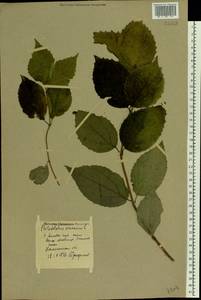 Philadelphus coronarius L., Eastern Europe, North-Western region (E2) (Russia)