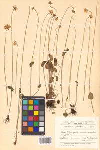 Parnassia palustris L., Eastern Europe, Eastern region (E10) (Russia)