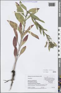 Oenothera biennis L., Eastern Europe, Central region (E4) (Russia)