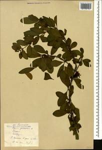 Punica granatum L., Caucasus, Georgia (K4) (Georgia)