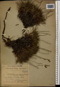 Acantholimon glumaceum (Jaub. & Spach) Boiss., Caucasus, Armenia (K5) (Armenia)
