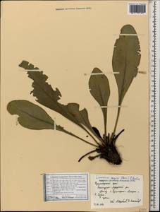 Limonium scoparium (Pall. ex Willd.) Stankov, Caucasus, Krasnodar Krai & Adygea (K1a) (Russia)
