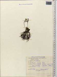 Primula amoena M. Bieb., Caucasus, Stavropol Krai, Karachay-Cherkessia & Kabardino-Balkaria (K1b) (Russia)
