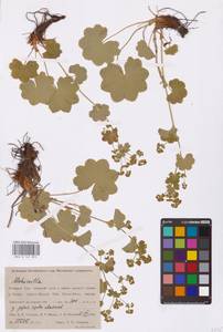 Alchemilla, Siberia, Western Siberia (S1) (Russia)