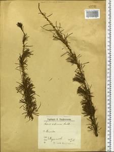Larix sibirica Ledeb., Eastern Europe, Northern region (E1) (Russia)
