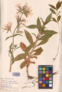 Saponaria officinalis L., Eastern Europe, Central region (E4) (Russia)