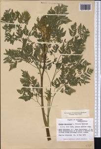 Conium maculatum L., America (AMER) (United States)