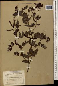 Lathyrus incurvus (Roth)Willd., Caucasus, Krasnodar Krai & Adygea (K1a) (Russia)