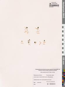 Viola crassa subsp. avatschensis (W.Becker & Hultén) Espeut, Siberia, Chukotka & Kamchatka (S7) (Russia)