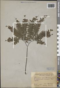 Adiantum pedatum L., Siberia, Russian Far East (S6) (Russia)