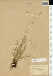 Carex brunnescens (Pers.) Poir., Eastern Europe, Central forest region (E5) (Russia)