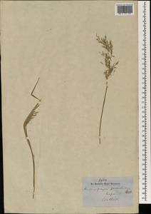 Bothriochloa bladhii (Retz.) S.T.Blake, South Asia, South Asia (Asia outside ex-Soviet states and Mongolia) (ASIA) (Nepal)