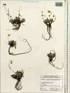 Potentilla ×prostrata Rottb., Siberia, Central Siberia (S3) (Russia)