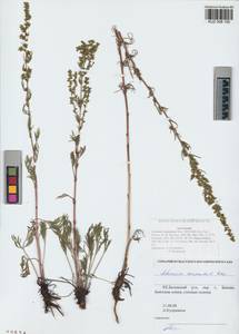 Artemisia pubescens Ledeb., Siberia, Altai & Sayany Mountains (S2) (Russia)