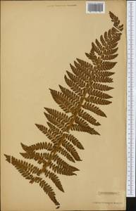 Polystichum aculeatum (L.) Roth, America (AMER) (Not classified)