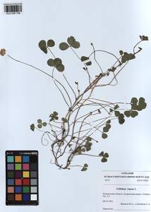 KUZ 000 758, Trifolium repens L., Siberia, Altai & Sayany Mountains (S2) (Russia)