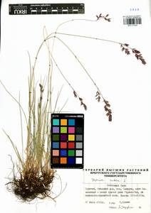 Festuca rubra L., Siberia, Baikal & Transbaikal region (S4) (Russia)