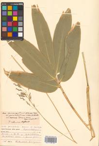 Sasa senanensis (Franch. & Sav.) Rehder, Siberia, Russian Far East (S6) (Russia)