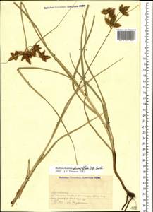 Bolboschoenus glaucus (Lam.) S.G.Sm., Caucasus, Armenia (K5) (Armenia)