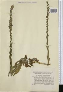 Campanula macrostachya Waldst. & Kit. ex Willd., Western Europe (EUR) (Slovakia)