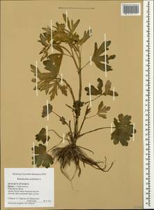 Ranunculus sceleratus L., Crimea (KRYM) (Russia)