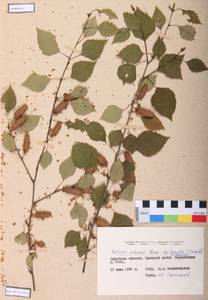 Betula ermanii Cham., Siberia, Baikal & Transbaikal region (S4) (Russia)