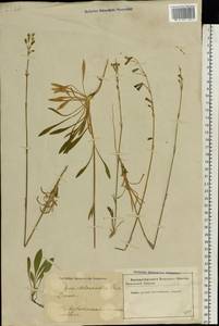 Silene chlorantha (Willd.) Ehrh., Eastern Europe, Latvia (E2b) (Latvia)