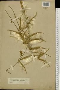 Cynanchum acutum subsp. sibiricum (Willd.) Rech. fil., Siberia, Altai & Sayany Mountains (S2) (Russia)