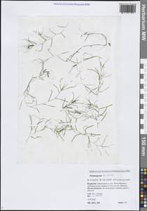 Potamogeton berchtoldii Fieber, Siberia, Baikal & Transbaikal region (S4) (Russia)