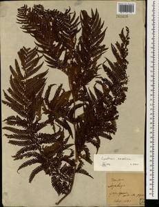 Cyathea excelsa Sw., South Asia, South Asia (Asia outside ex-Soviet states and Mongolia) (ASIA) (Japan)