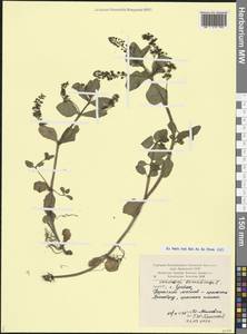 Veronica beccabunga L., Caucasus, Armenia (K5) (Armenia)