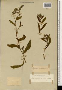 Lycopsis arvensis subsp. orientalis (L.) Kusn., Caucasus, Stavropol Krai, Karachay-Cherkessia & Kabardino-Balkaria (K1b) (Russia)