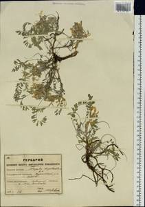 Astragalus megalanthus DC., Siberia, Altai & Sayany Mountains (S2) (Russia)