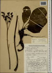 Bergenia crassifolia (L.) Fritsch, Mongolia (MONG) (Mongolia)