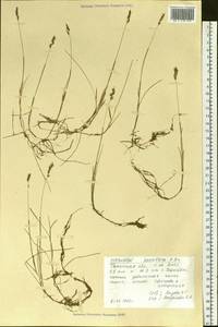 Anthoxanthum arcticum Veldkamp, Siberia, Western Siberia (S1) (Russia)