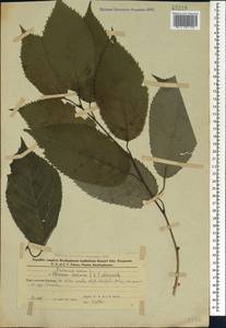Prunus avium (L.) L., Caucasus, Azerbaijan (K6) (Azerbaijan)