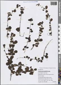 Ehretia microphylla Lam., South Asia, South Asia (Asia outside ex-Soviet states and Mongolia) (ASIA) (Vietnam)