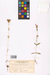 Centaurium erythraea, Eastern Europe, Moscow region (E4a) (Russia)