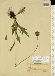 Cirsium rivulare (Jacq.) All., Eastern Europe, West Ukrainian region (E13) (Ukraine)